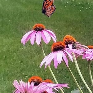 Meet your Posher, Kim marie